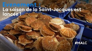 Evénement  la saison de la SaintJacques est lancée [upl. by Pass]