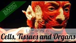 Basic Biology Lesson 6 Cells Tissues and Organs GCSE Science [upl. by Brunk633]