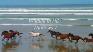 Wildlife In HD Windows 7 Sample Video [upl. by Delphina]