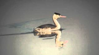 野鳥：カンムリカイツブリ冬羽／Wild Birds Great Crested Grebe winter plumage [upl. by Serica]