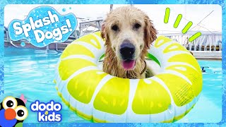 We Cant Keep This Splash Dog Out Of His Neighbors Pool  Dodo Kids  Splash Dogs [upl. by Weirick767]