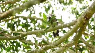 Juvenile Australian Magpie Gymnorhina tibicen [upl. by Vincelette176]