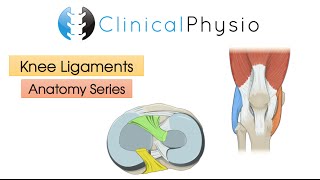 Ligaments of the Knee Joint  Clinical Physio [upl. by Nosecyrb]