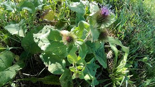 Arctium lappa bardana [upl. by Kali891]