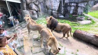 Lions  Oregon Zoo [upl. by Trevah]