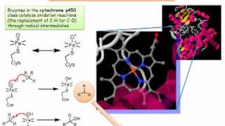 Cytochrome P450 Radicals in a Biochemical Setting [upl. by Huxley]