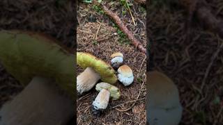 Boletus Edulis Eclosión boletus funghi porcini seta cogumelo mushroom ciuperci pilze [upl. by Ravahs]