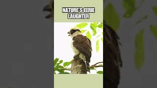 DARE to Hear the LAUGHING FALCONS Jungle Call  birds wildlife shorts [upl. by Plunkett]