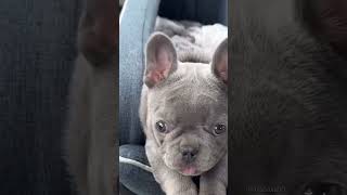 cute puppy barking 👀🐶 dog shortvideo shorts cutepuppy viral doglover shortsviral [upl. by Barb]