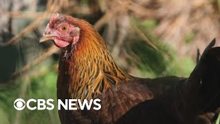 H5N1 bird flu strain spreading to other mammals across US [upl. by Pollie]