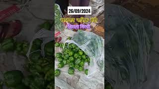 Shimla mirchi farming agriculture vegetables mirchi nahsik indianfood [upl. by Eslehc]