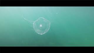 Crystal Jellyfish Aequorea forskalea  Mount Bay  Isle of Wight [upl. by Willem]