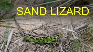 Sand Lizard Lacerta agilis  European Herptiles [upl. by Ferriter]