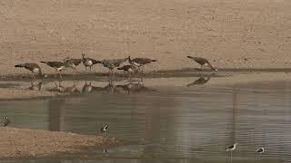 Birds at Waterhole Thirsty Birds Find a Waterhole रेगिस्तानी क्षेत्र में प्यासे मोरों को मिला पानी [upl. by Nyrhtak229]