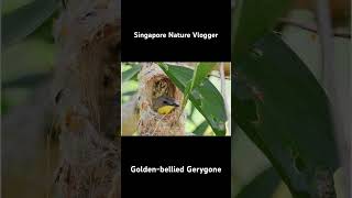 🐦 Goldenbellied Gerygone at Changi Bay Point [upl. by Flor]