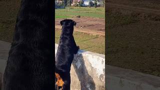 Rottweiler barking aggressively 😈guarding rottweiler viraltrendingshorts shortvideo dogshorts [upl. by Hochman]