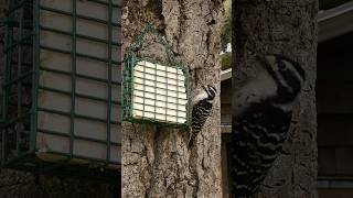 Nuttalls Woodpecker🐦Oak Tree Suet Peck nuttallswoodpecker [upl. by Einnek389]