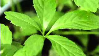 Jiaogulan Herb Benefits [upl. by Nojram564]