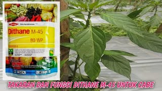 Fungisida Dithane M45 Untuk Tanaman Cabe [upl. by Nylteak613]