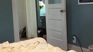 Cat Freaks out After Owner Disappears  992885 [upl. by Belva31]