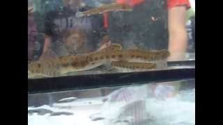 Spined loaches  Biology [upl. by Aryajay]