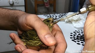 GUÍA➡️ CÓMO CUIDAR a un PÁJARO DE CALLE 🐥 [upl. by Llednav]