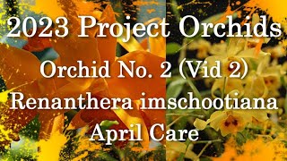 2023 Project Orchids  Renanthera imschootiana Vid 2 [upl. by Fredelia]