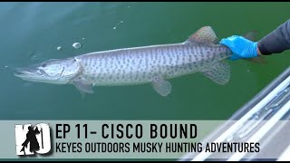 Cisco Bound for Muskies 16 muskies total  Keyes Outdoors Musky Hunting Adventures [upl. by Akirea]