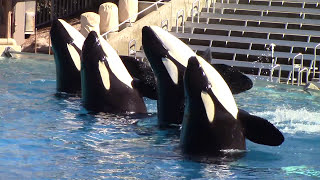 One Ocean Full Show at SeaWorld San Diego 102516 [upl. by Magavern307]