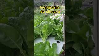 hidroponia de chicoria [upl. by Karalee]