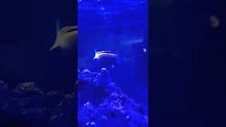 50 cent window shopper saltwater aquarium [upl. by Annay210]