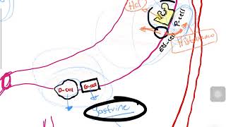 Regulation of gastric secretion part 1 stomach physiology شرح بالعربي [upl. by Tobe]