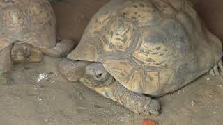 3種のリクガメ 埼玉県こども動物自然公園 2018年2月3日 [upl. by Rehpoitsirhc]