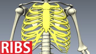 Rib Cage Anatomy  Bones of the Thoracic Wall Costae [upl. by Karylin4]