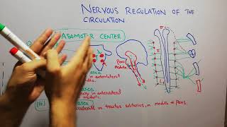 CVS physiology 114 Vasomotor center vasoconstrictor area vasodilator area sensory area [upl. by Rovner]