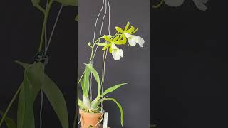 Encyclia mariae [upl. by Alcott]