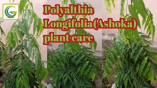 How to grow and care Polyalthia Longifolia Ashoka plant Gardening care [upl. by Akeim371]