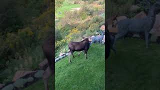 Frisky Business  Moose mating gone wrong in Park City [upl. by Wellington530]