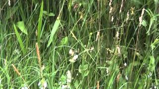 Eyebright at the meadows edge [upl. by Ferretti166]