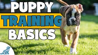 Youre Missing The Point Of Your Family Puppy Training Plan [upl. by Drucy]