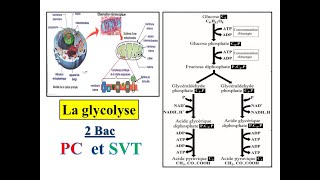 La glycolyse  2 Bac PC et SVT [upl. by Burton]