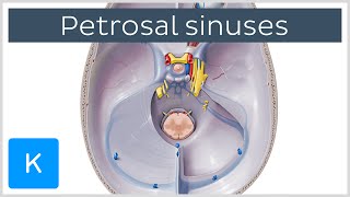 Petrosal Sinuses  Human Anatomy  Kenhub [upl. by Charlet]