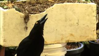 Magnificent AUSTRALIAN CURRAWONG CALL [upl. by Weidar]