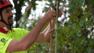 Basic Tree Climbing 06  MRS  TieinPoints [upl. by Noynek]