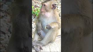 monkey face like you watching cuteanimal monkeybab [upl. by Bala]