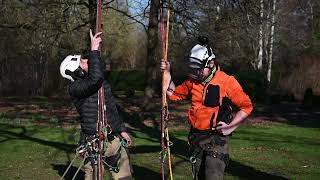 Tree Climbing  Aerial Rescue  Damaged and Undamaged Rope [upl. by Karmen210]