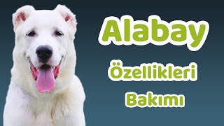 Alabay özellikleri bakımı beslenmesi sağlığı ve eğitimleri [upl. by Craggie90]