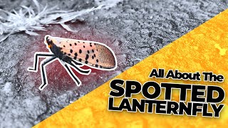 All About the Spotted Lanternfly amp How to Get Rid of Them [upl. by Harlen]