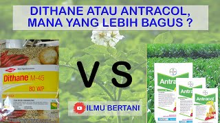 Antracol atau dithane mana yang lebih baik [upl. by Ahsram]