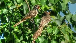 Great Crested Flycatcher Fledglings Call [upl. by Nyleimaj]